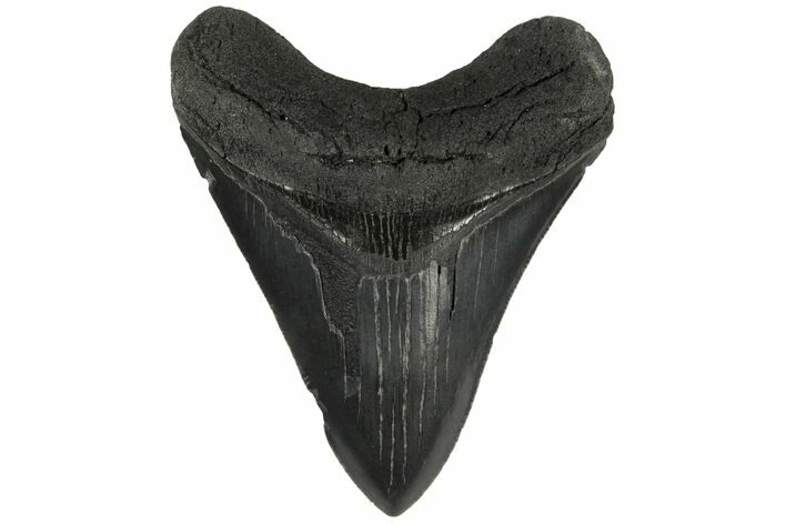 3.86" Fossil Megalodon Tooth - South Carolina